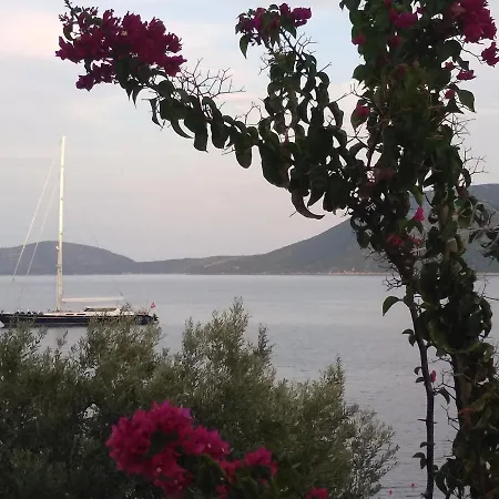 Odyssia Near The Seaside