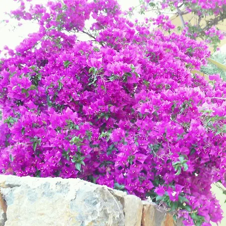 Odyssia Near The Seaside