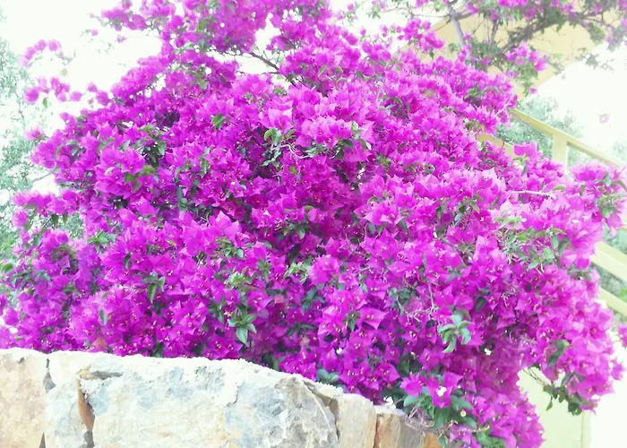 Odyssia Near The Seaside